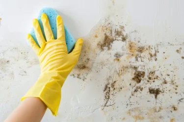 Як позбутися грибка на стінах: перевірені рішення від Śnieżka
