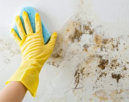 Как избавиться от грибка на стенах: проверенные решения от Śnieżka